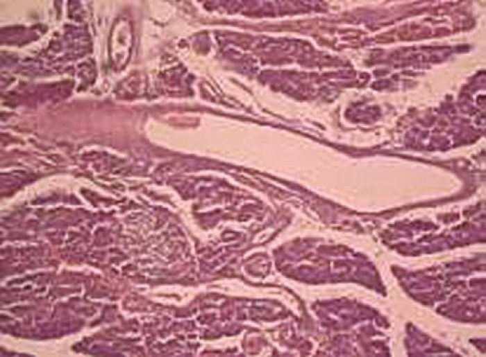 article icon