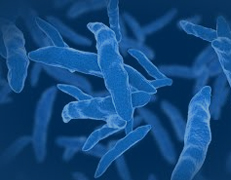 Insights in Clinical and Cellular Immunology