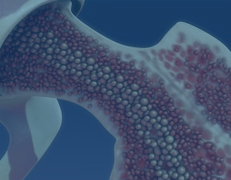 International Journal of Bone Marrow Research