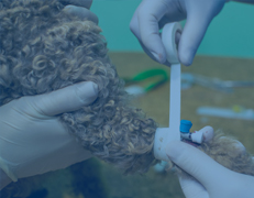 Insights in Veterinary Science